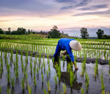 Farmers farming on rice terraces. Ban Pa Bong Piang Northern region in Mae Chaem District Chiangmai Province That has the most beautiful rice terraces in Thailand.