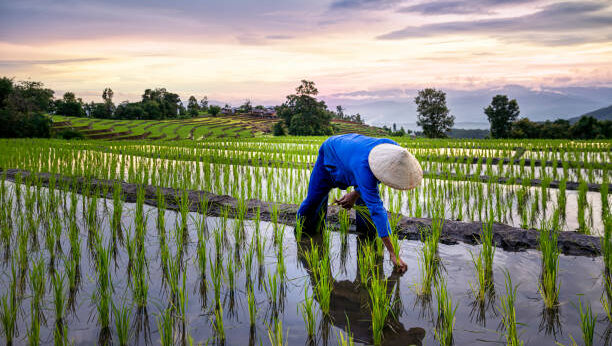 Farmers farming on rice terraces. Ban Pa Bong Piang Northern region in Mae Chaem District Chiangmai Province That has the most beautiful rice terraces in Thailand.